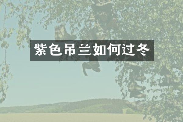 紫色吊兰如何过冬