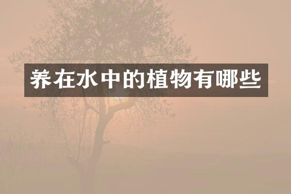 养在水中的植物有哪些