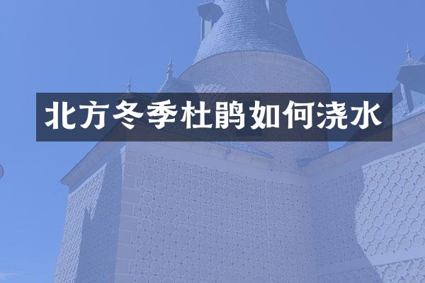 北方冬季杜鹃如何浇水