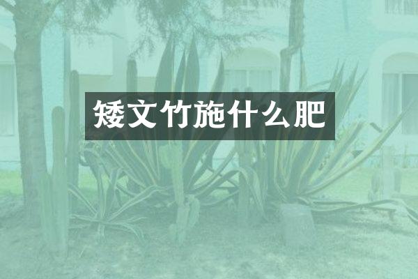 矮文竹施什么肥