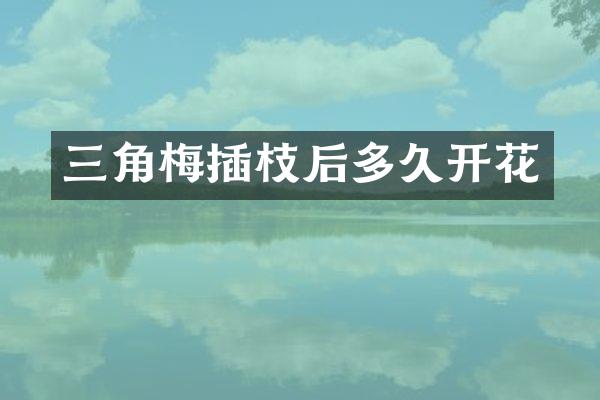 三角梅插枝后多久开花