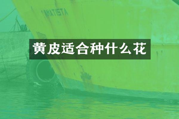 黄皮适合种什么花