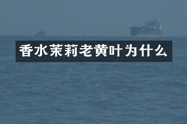 香水茉莉老黄叶为什么