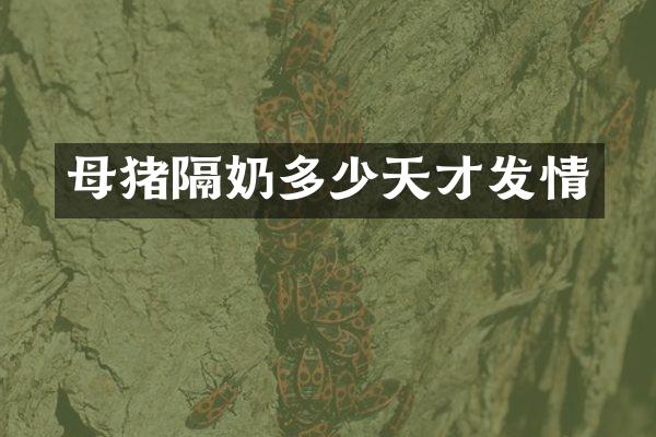 母猪隔奶多少天才发情