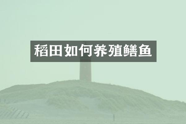 稻田如何养殖鳝鱼