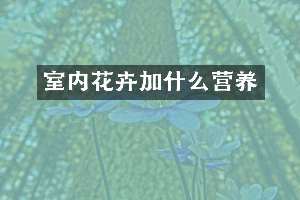 室内花卉加什么营养