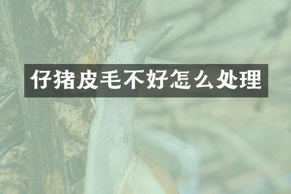 仔猪皮毛不好怎么处理