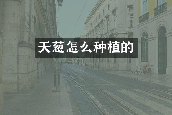 天葱怎么种植的