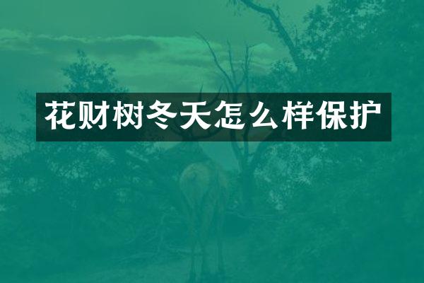 花财树冬天怎么样保护