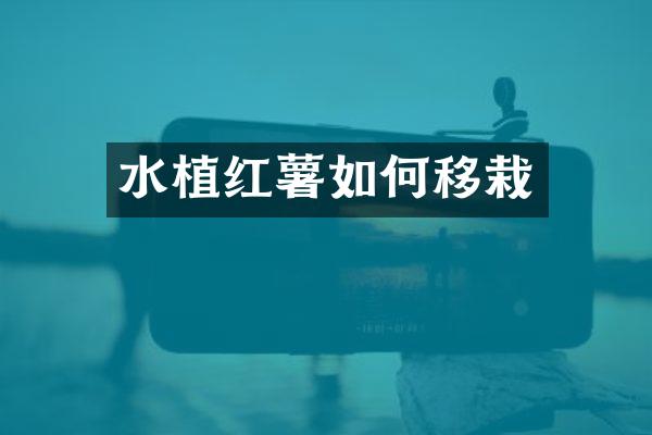 水植红薯如何移栽