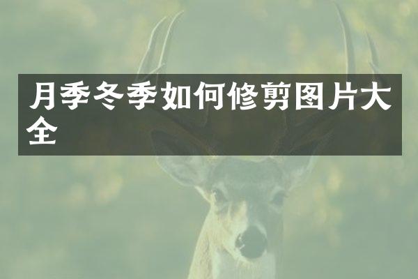 月季冬季如何修剪图片大全