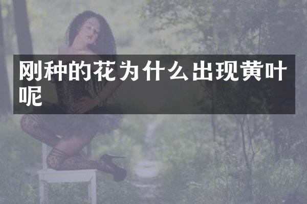 刚种的花为什么出现黄叶呢