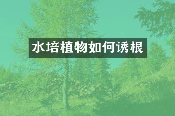 水培植物如何诱根