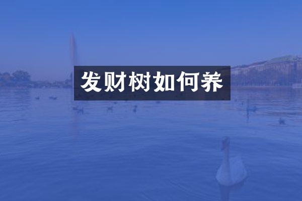 发财树如何养