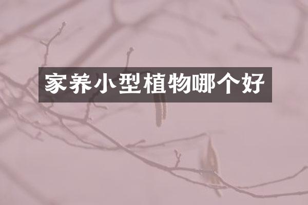 家养小型植物哪个好