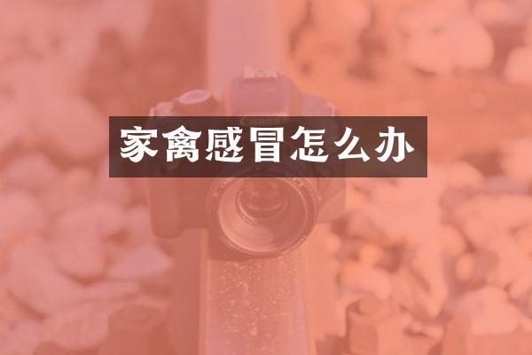 家禽感冒怎么办