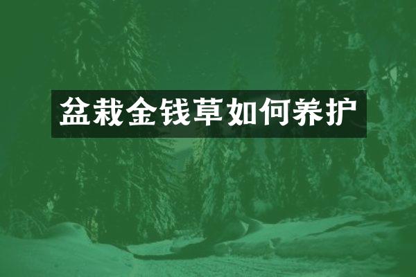 盆栽金钱草如何养护