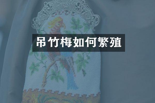 吊竹梅如何繁殖