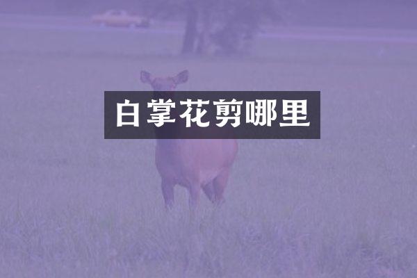 白掌花剪哪里