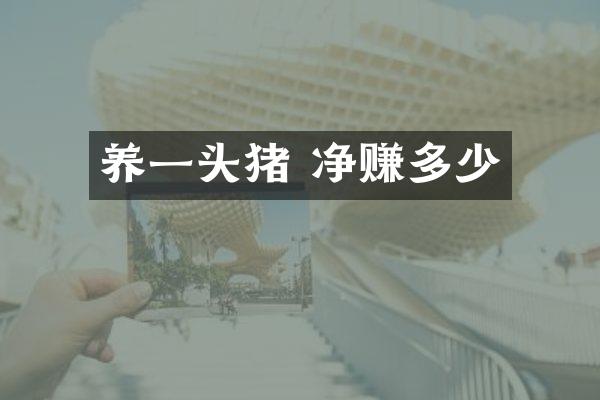 养一头猪 净赚多少