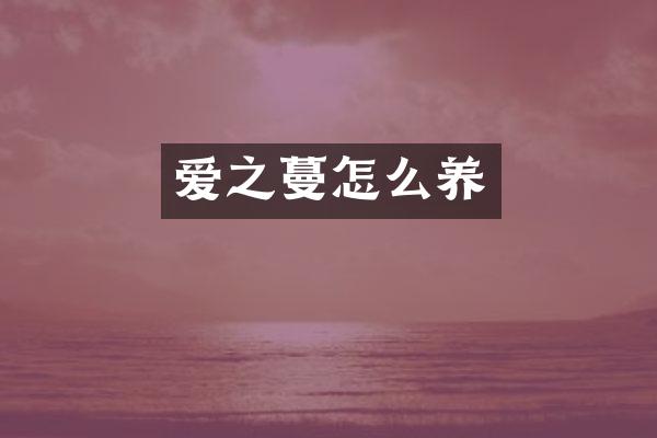 爱之蔓怎么养