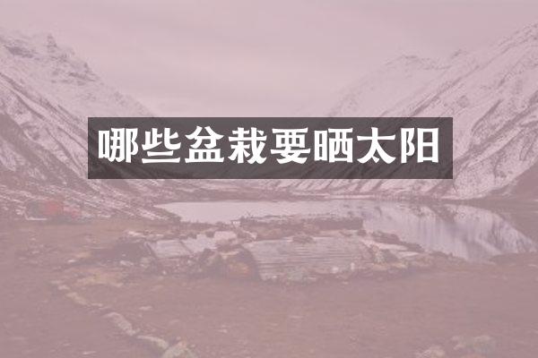 哪些盆栽要晒太阳