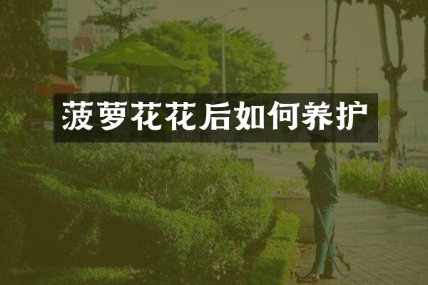菠萝花花后如何养护