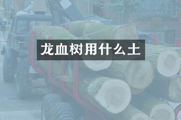龙血树用什么土