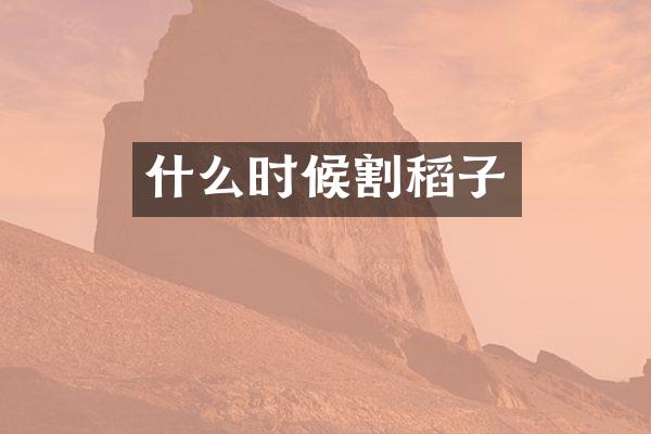 什么时候割稻子