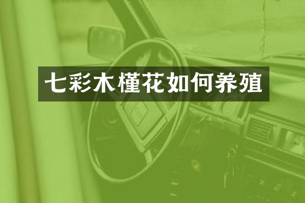 七彩木槿花如何养殖