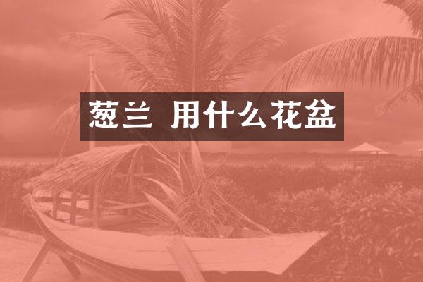 葱兰 用什么花盆