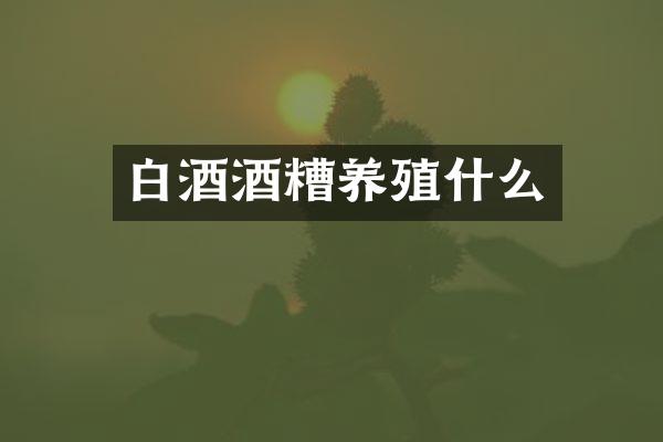 白酒酒糟养殖什么