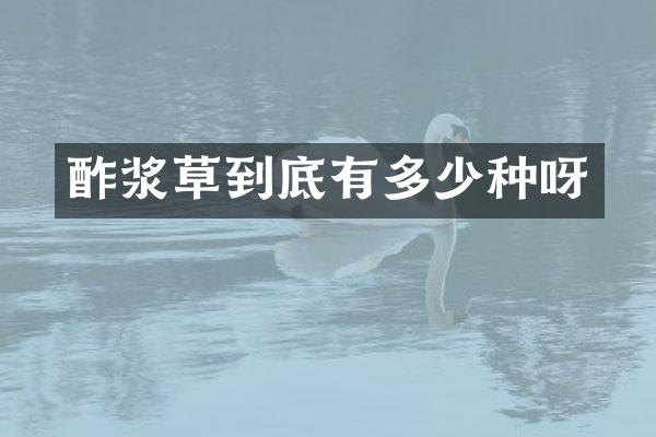 酢浆草到底有多少种呀