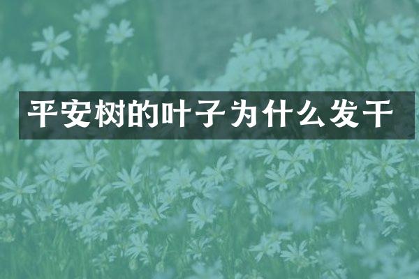 平安树的叶子为什么发干
