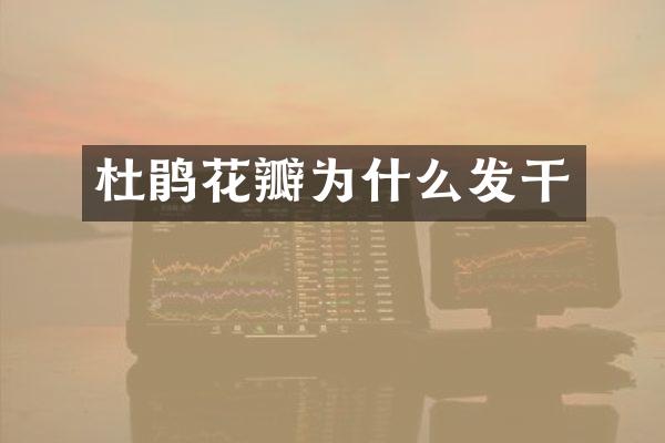 杜鹃花瓣为什么发干
