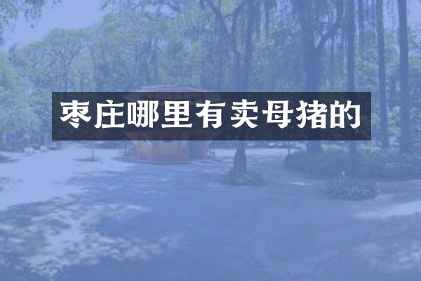 枣庄哪里有卖母猪的