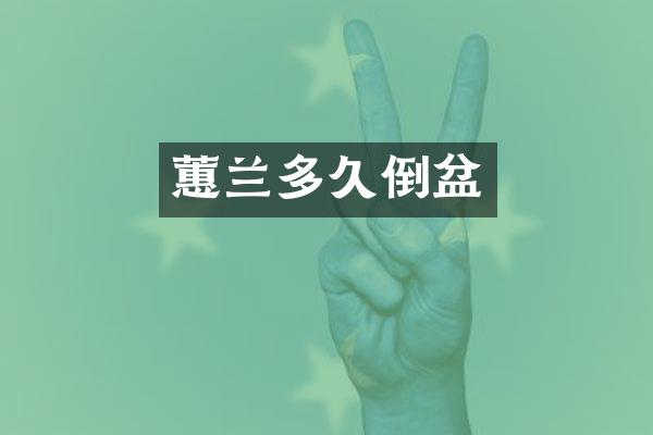 蕙兰多久倒盆