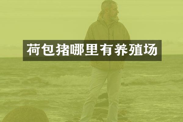 荷包猪哪里有养殖场