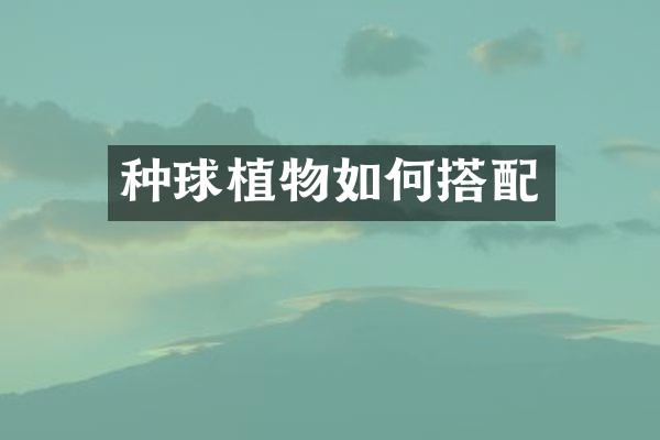 种球植物如何搭配