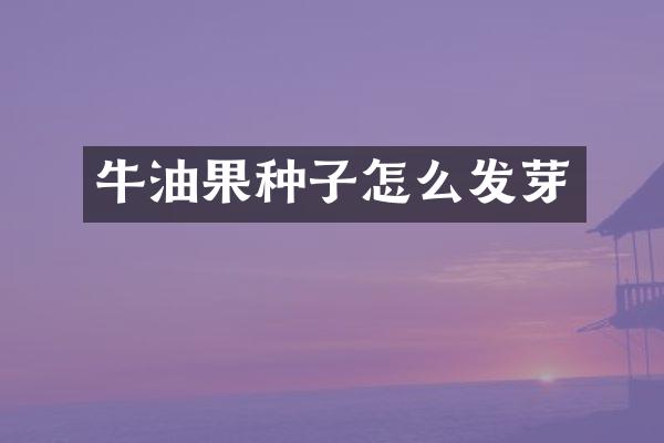 牛油果种子怎么发芽