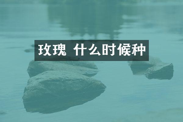 玫瑰 什么时候种