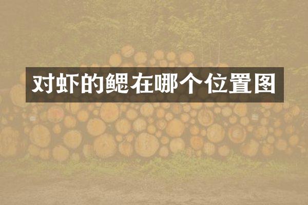 对虾的鳃在哪个位置图