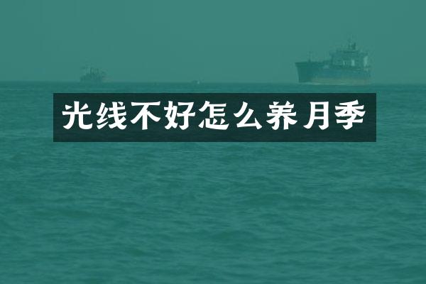 光线不好怎么养月季