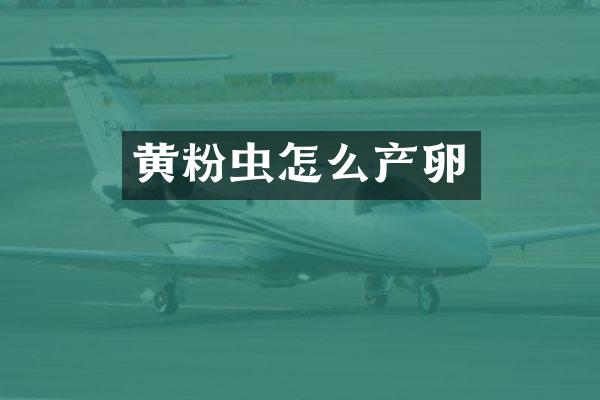 黄粉虫怎么产卵