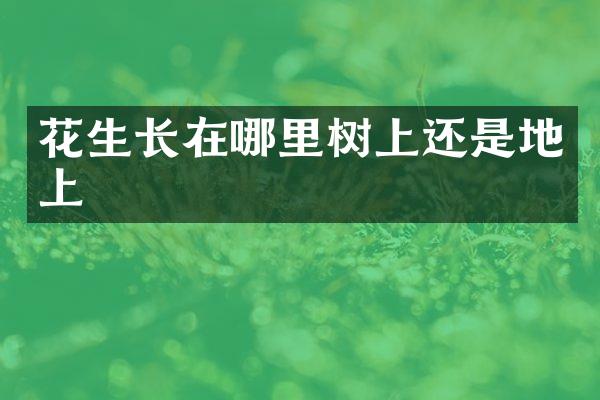 花生长在哪里树上还是地上