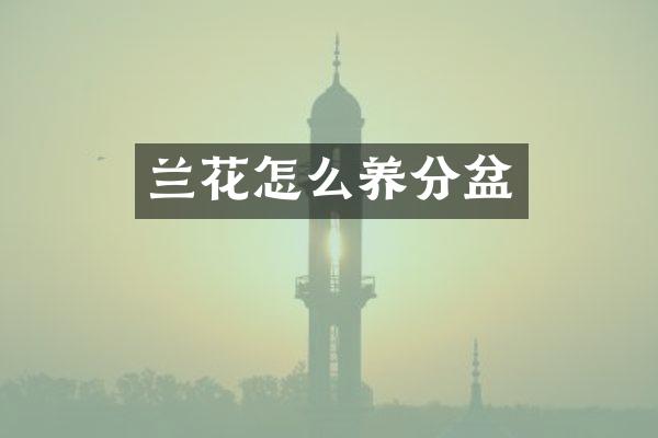 兰花怎么养分盆