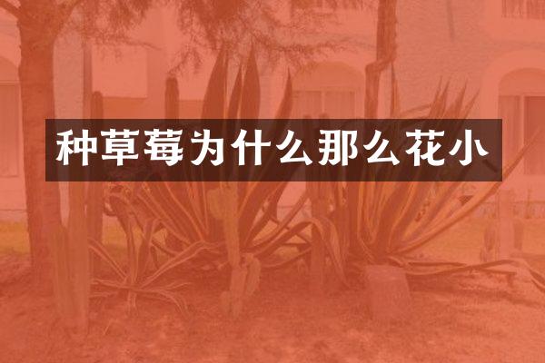 种草莓为什么那么花小