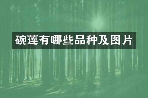 碗莲有哪些品种及图片