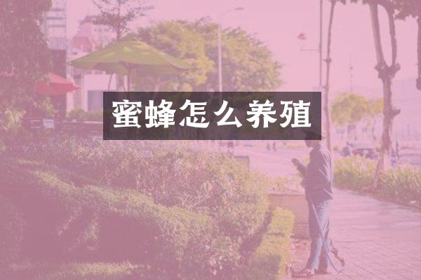蜜蜂怎么养殖