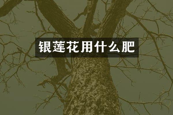 银莲花用什么肥